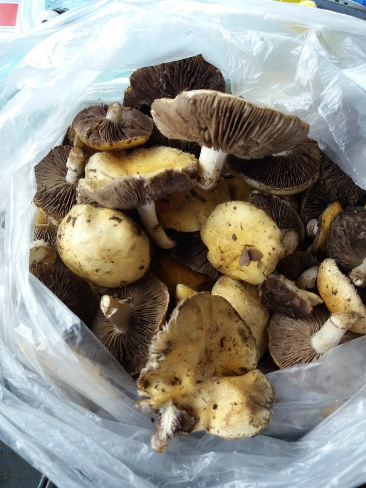 Строфария корончатая