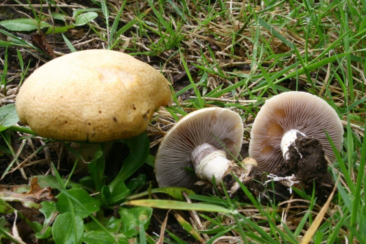 Строфария корончатая Psilocybe Coronilla