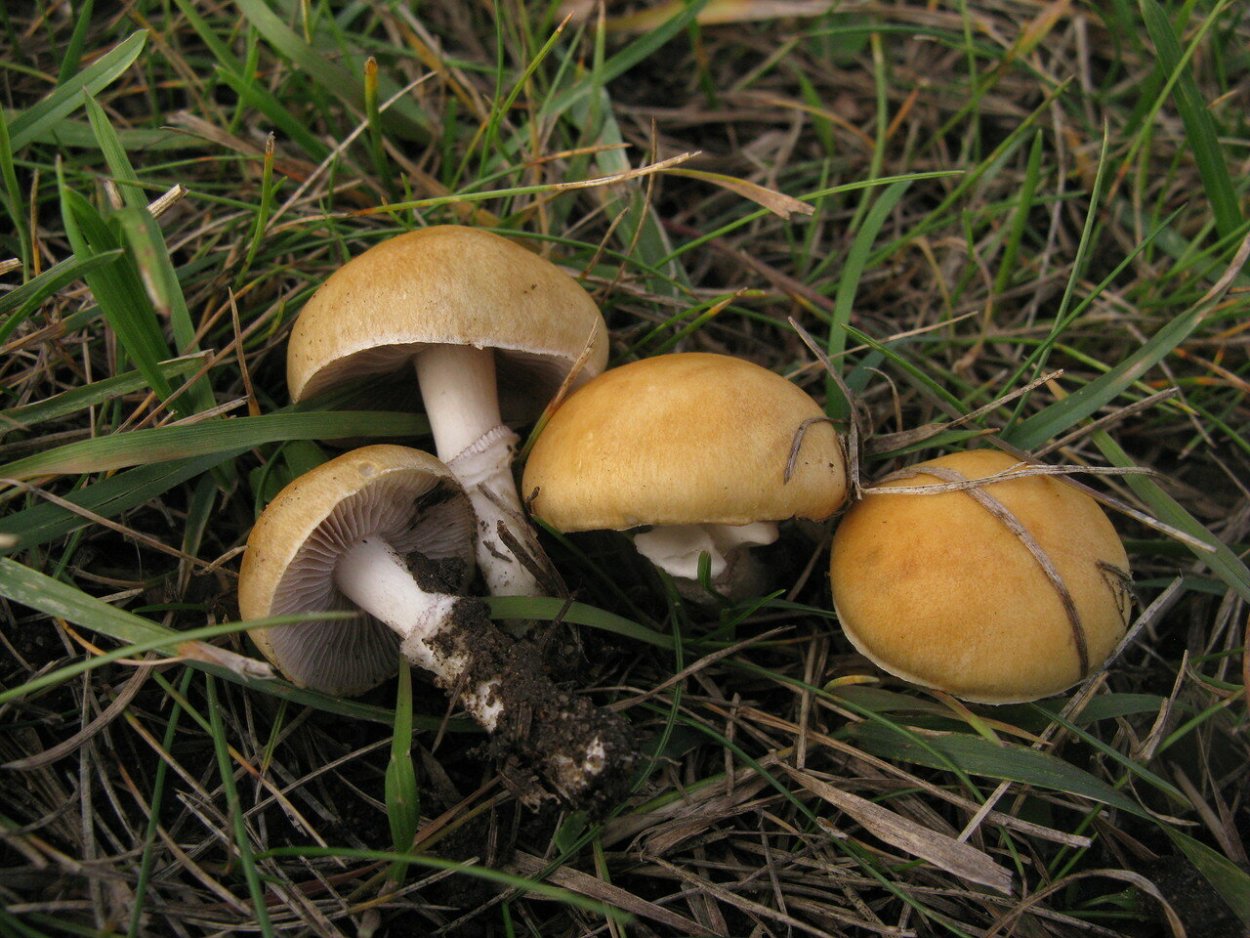 Строфария увенчанная