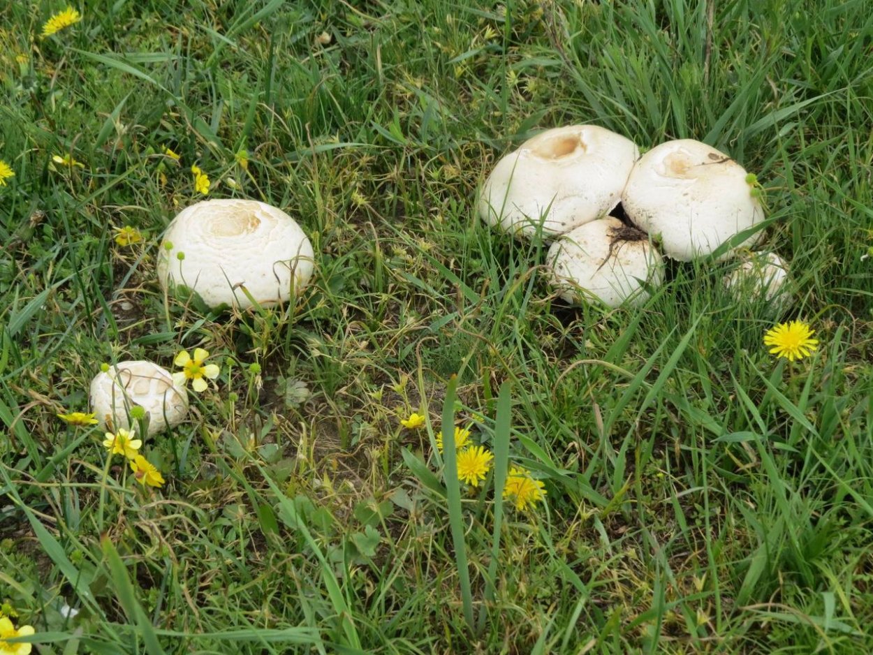 Гриб вешенка белого цвета