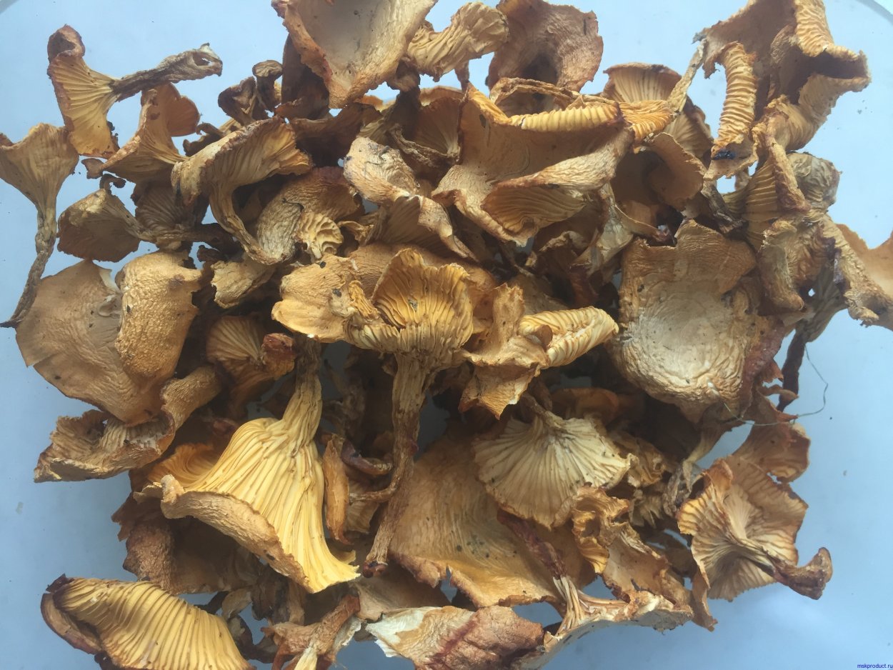 Однобочки лисички грибы