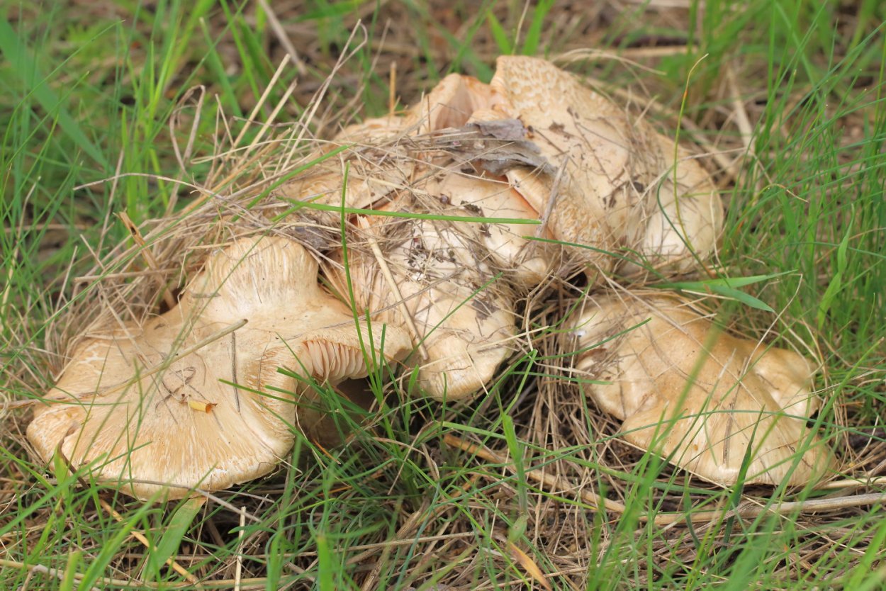 Бледная Лисичка гриб