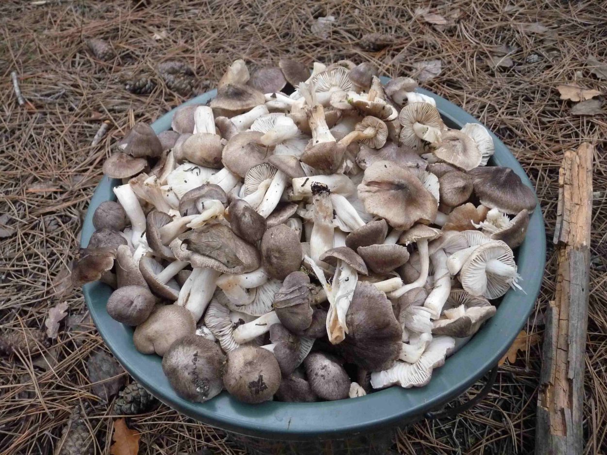 Вешенка однобочка