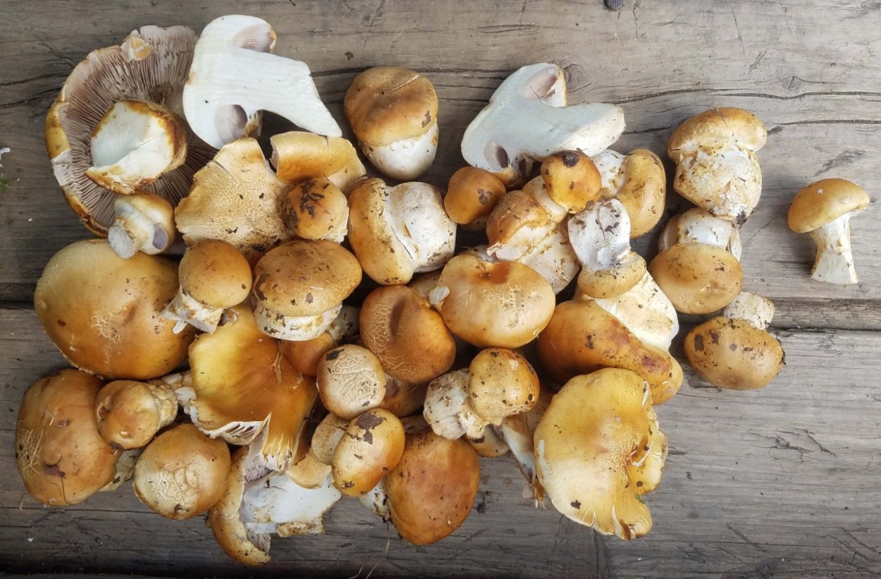 Желтые степные грибы