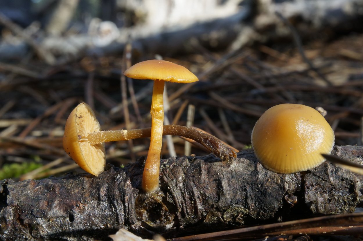 Меланолеука коротконожковая