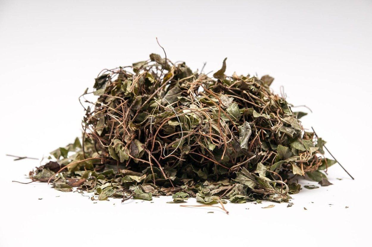 Боровая матка растение