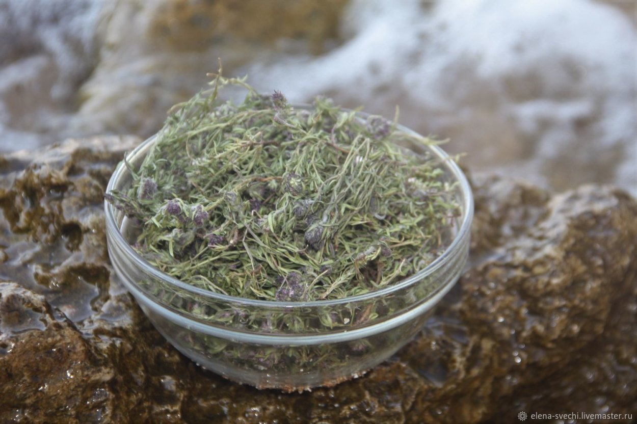 Горная мята чабрец