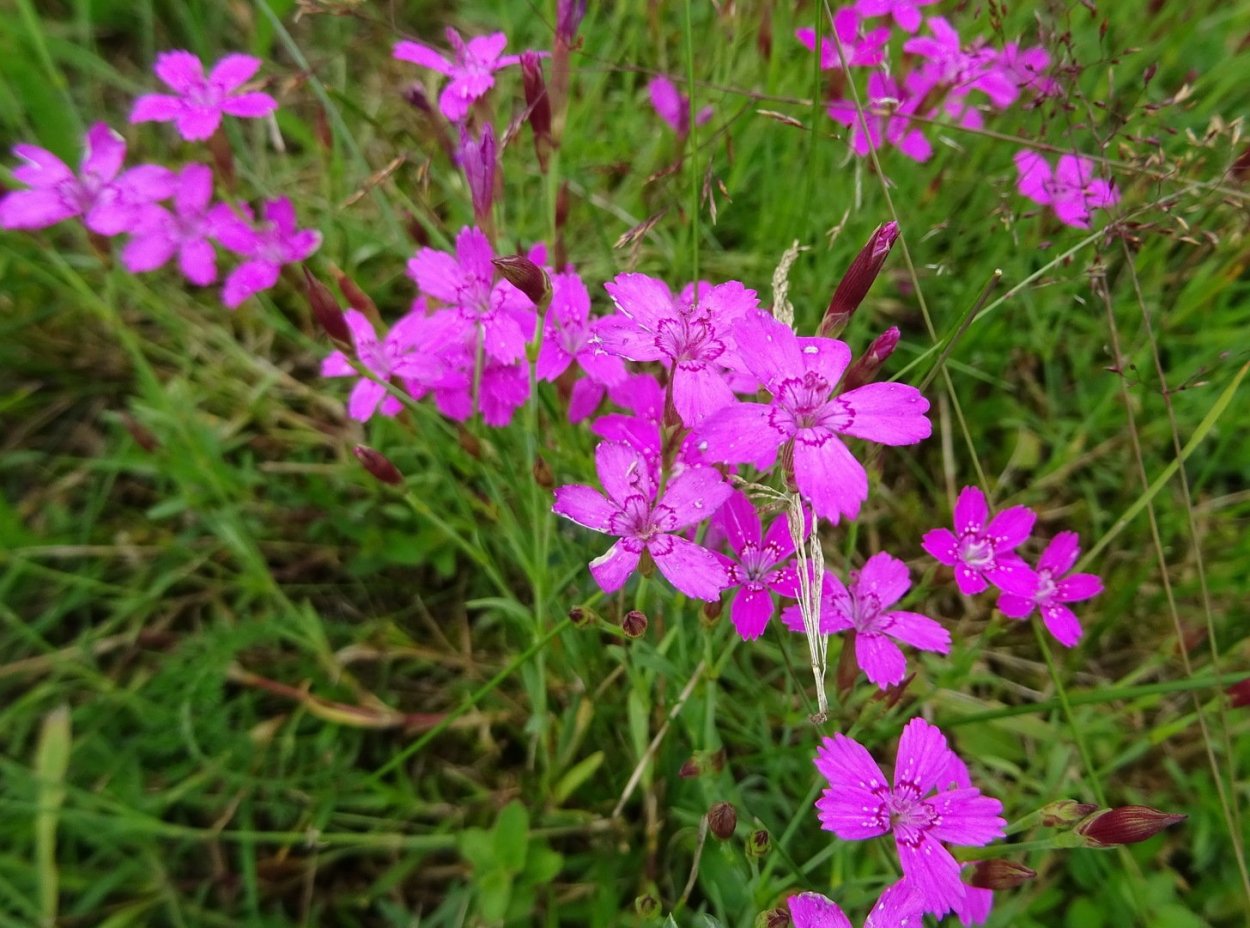 Гвоздика травянка Лесная