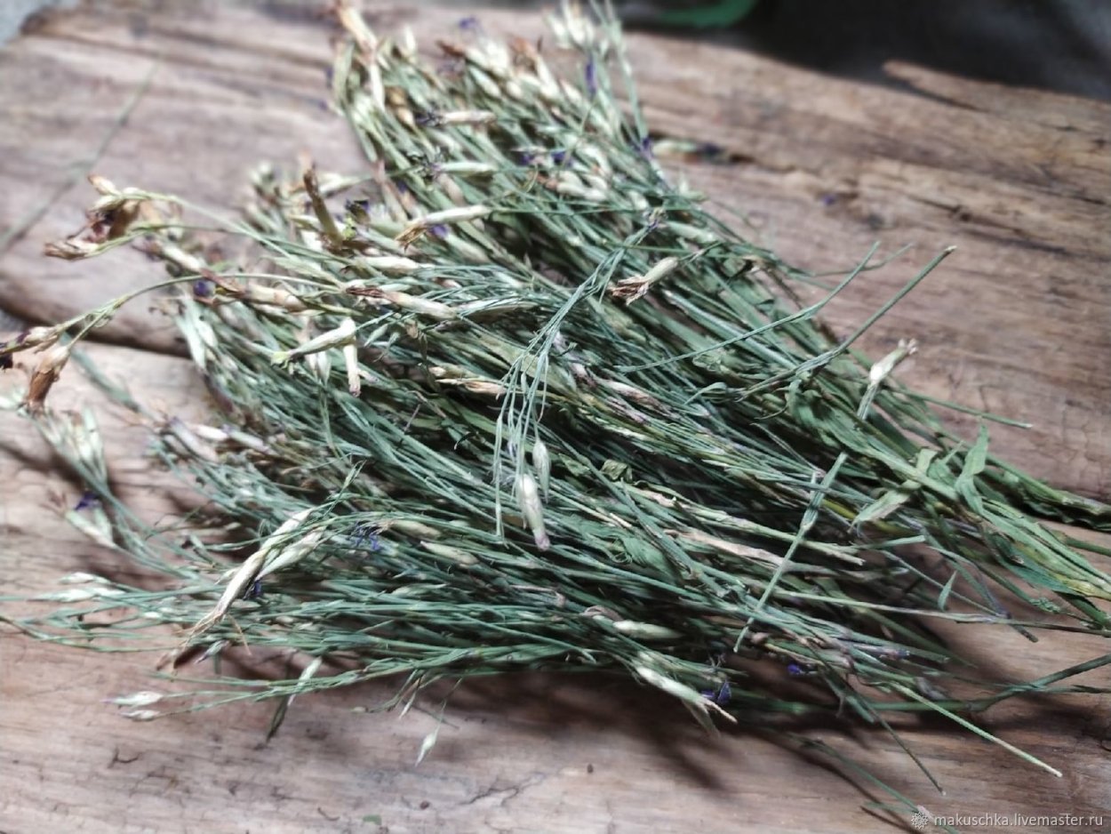 Маточная гвоздика трава