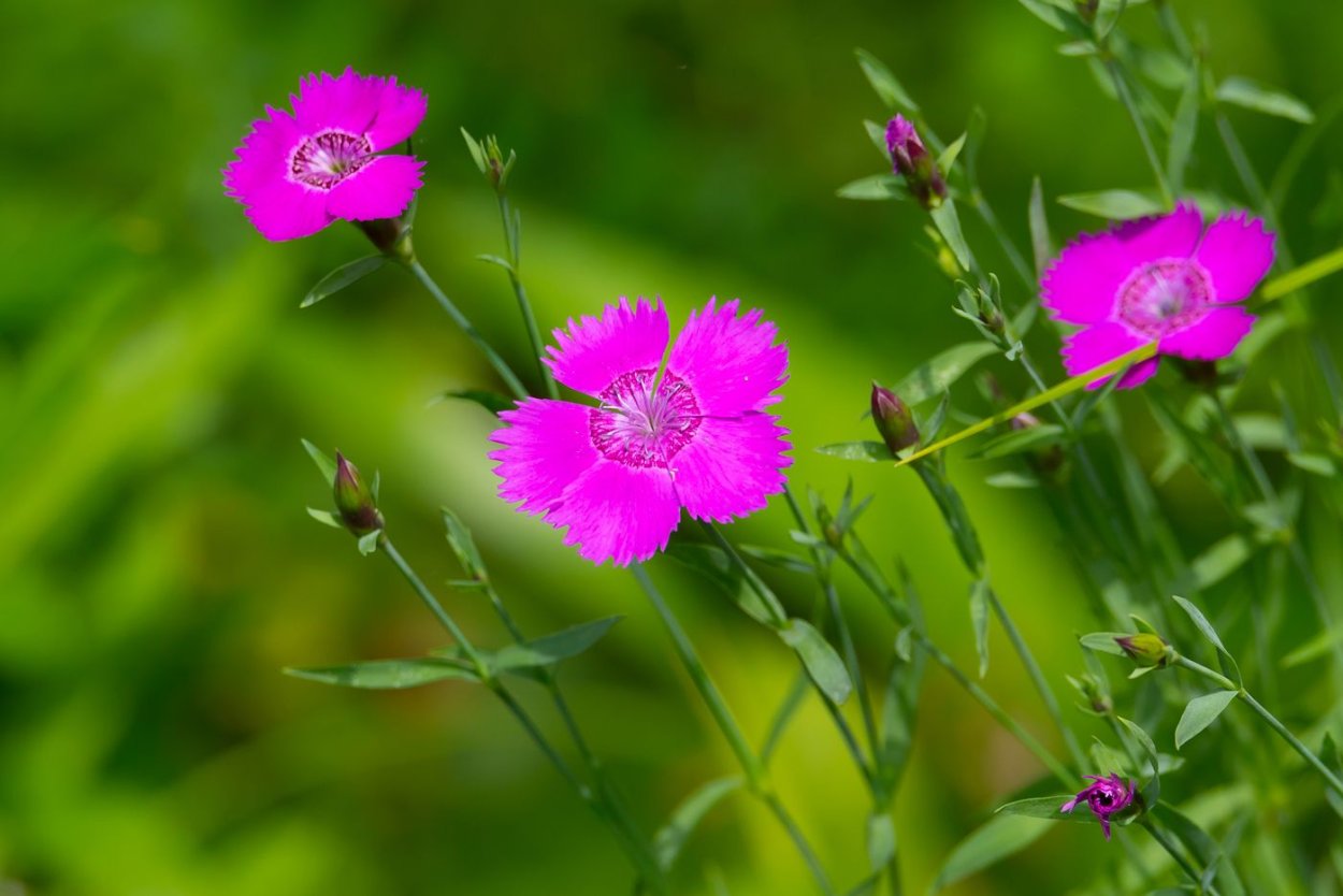 Гвоздика травянка Лесная