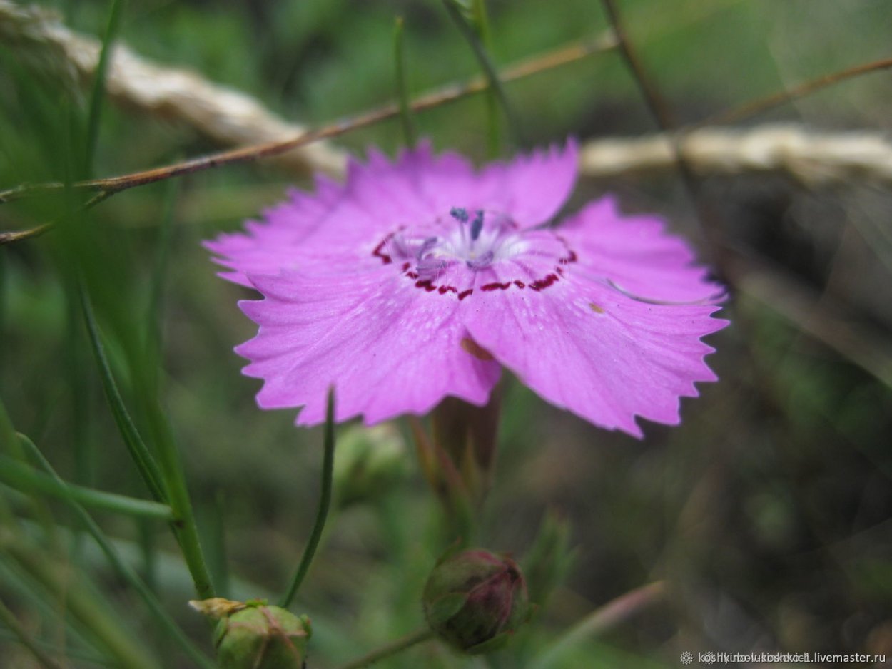 Гвоздика Полевая