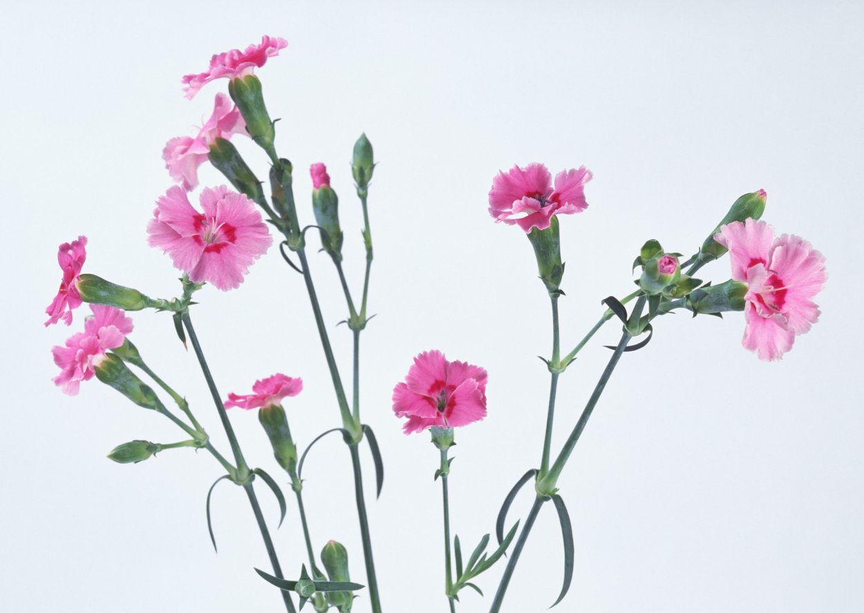 Гвоздика Луговая