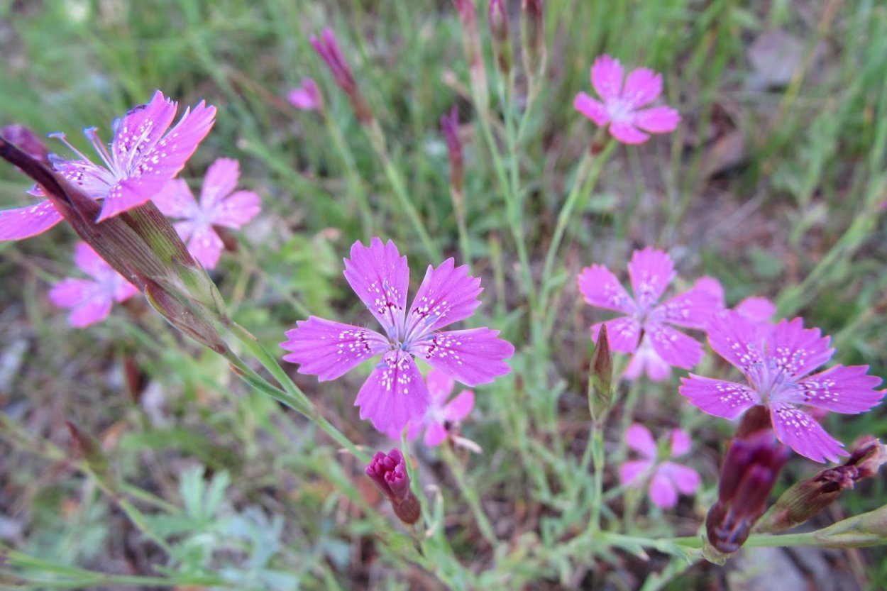 Гвоздика Клеарвотер