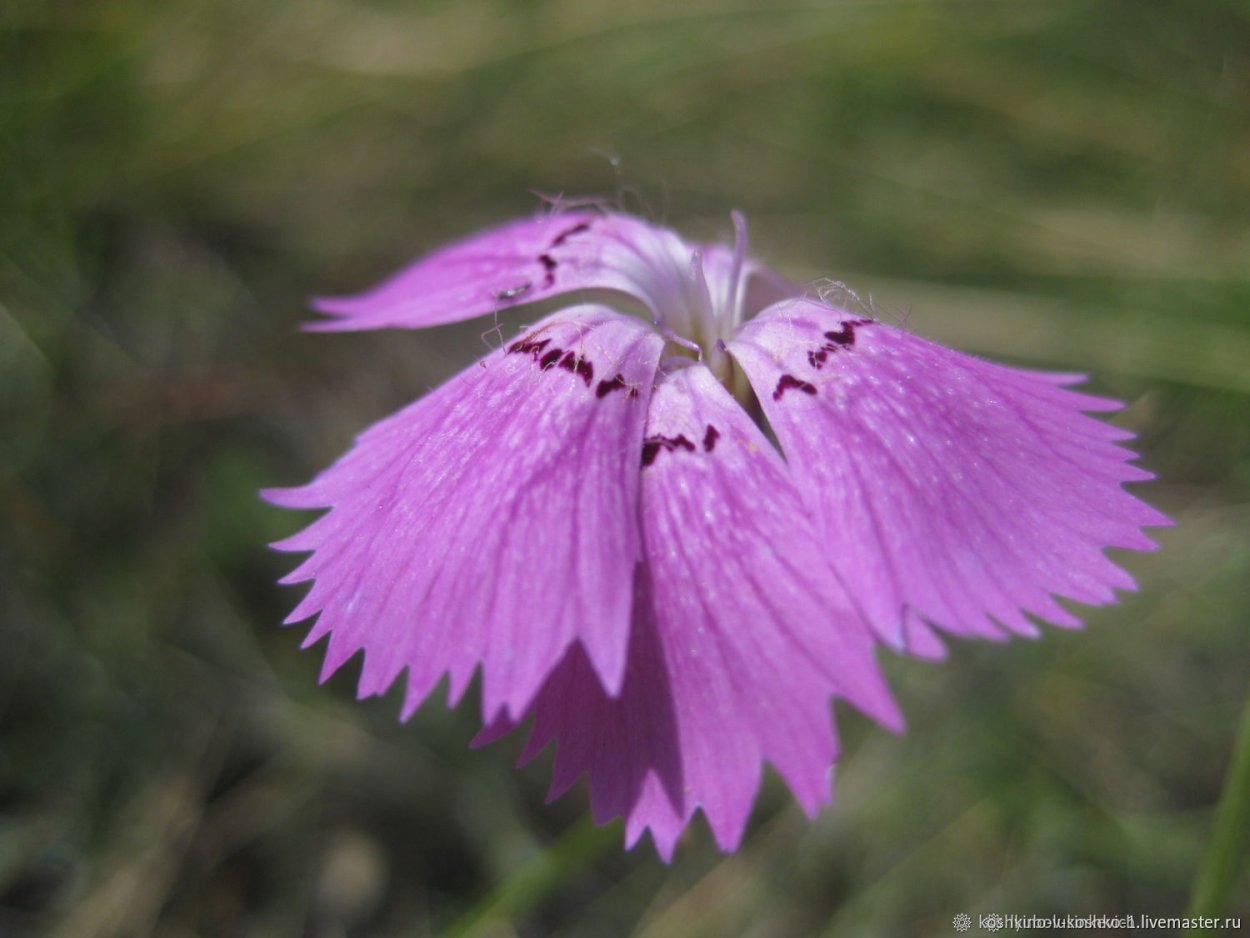 Гвоздика маточная Полевая
