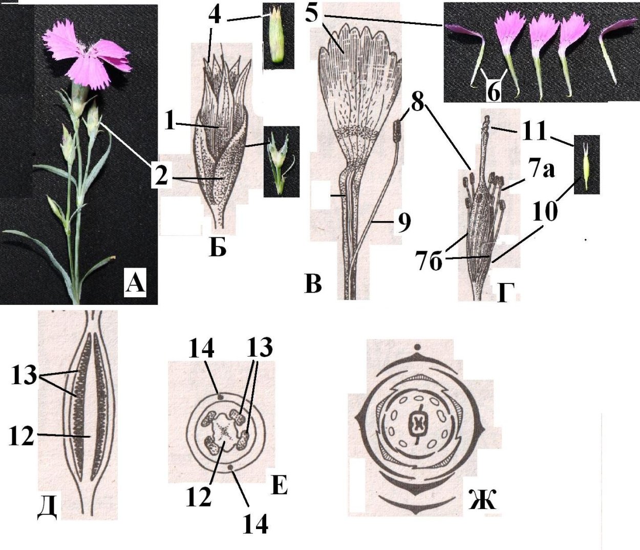 Гвоздика Cloves Ботанический