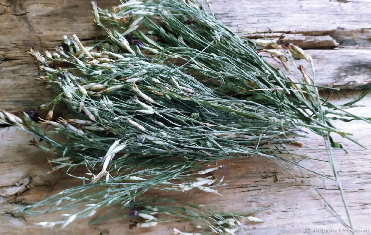 Маточная гвоздика трава