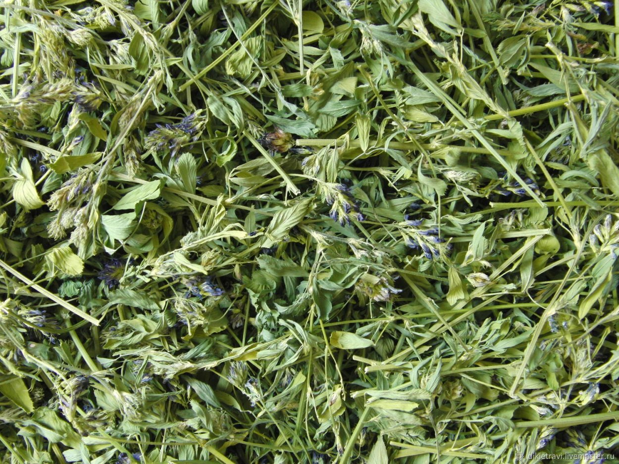 Гвоздика травянка диаграмма цветка