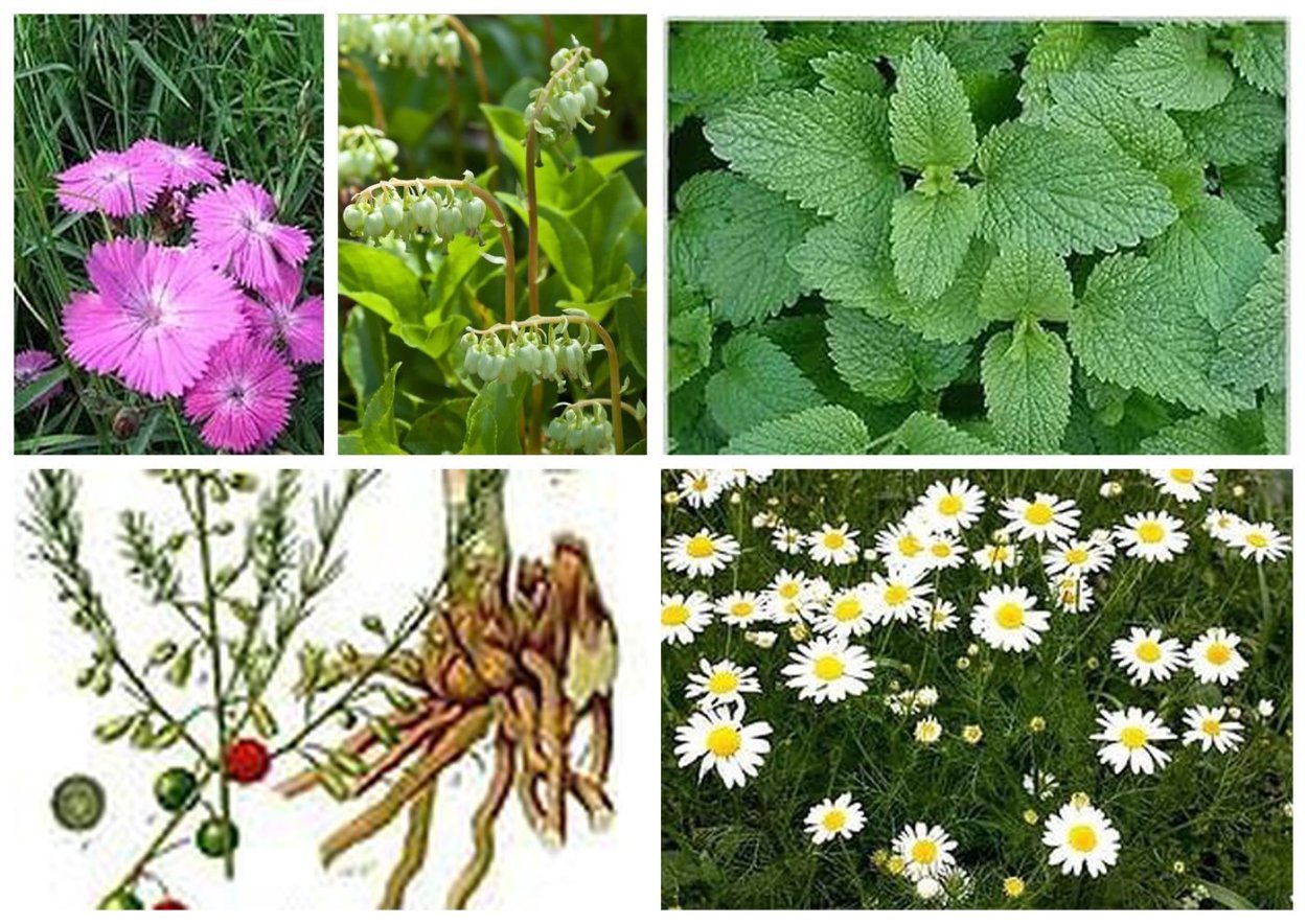 Растение с крючками как называется