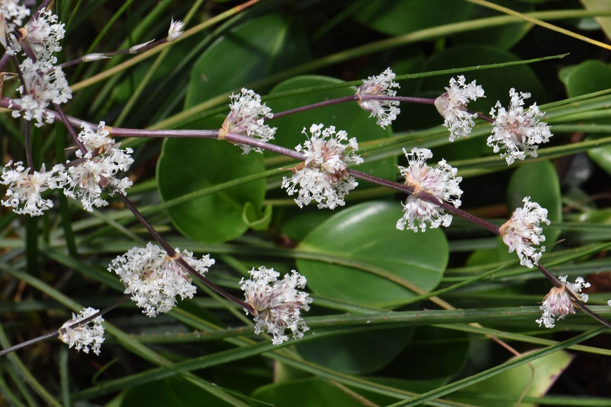 Традесканция ладьевидная (Tradescantia navicularis)