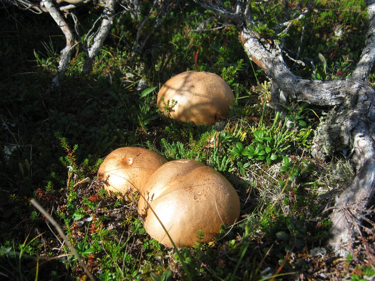 Несъедобные грибы Ямала