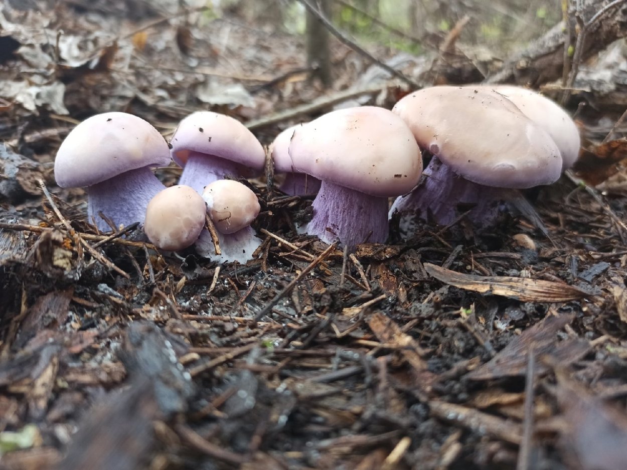 Ежовик пестрый Sarcodon imbricatus