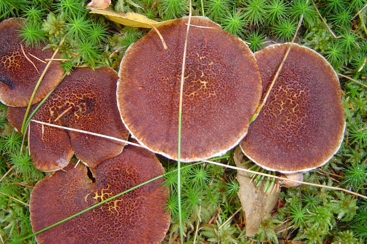 Грибы Кавказа съедобные