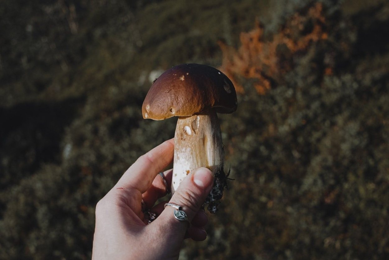 Грибы Северного Кавказа