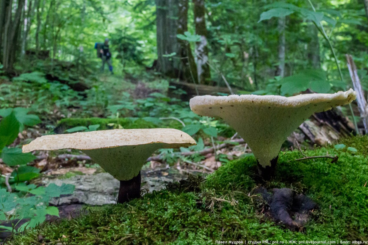 Кавказский заповедник Флора грибы