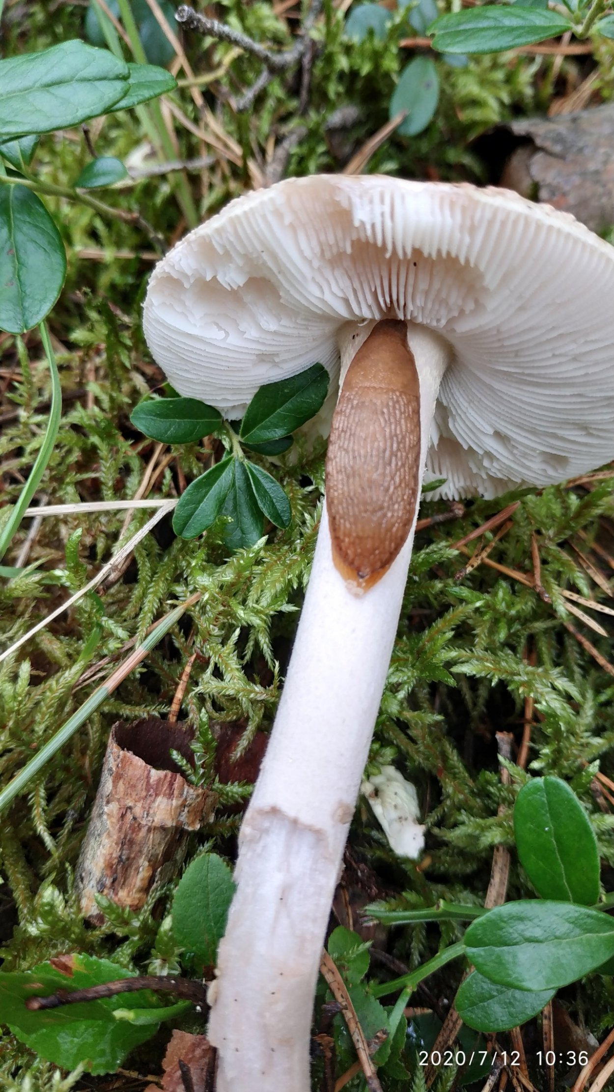 Ядовитые грибы в Подмосковье