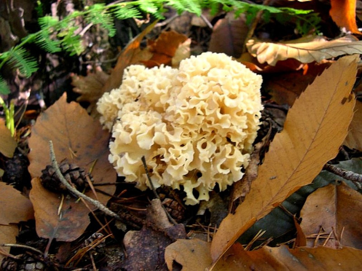 Боровик Фехтнера