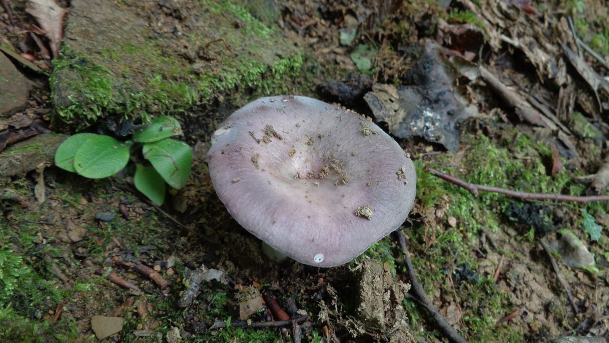 Съедобные грибы Северного Кавказа фото