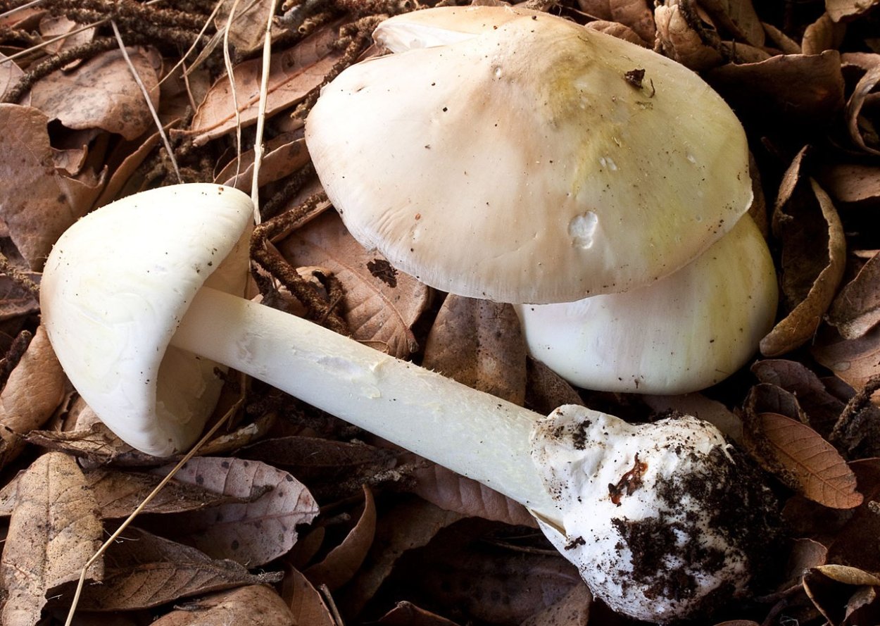 Белый гриб на севере Подмосковья