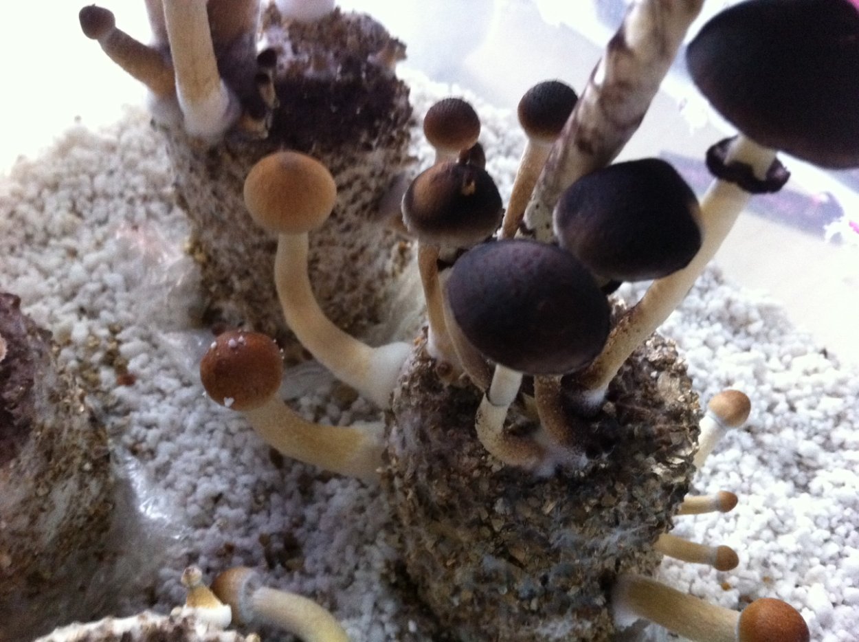 Грибы Ultimate Shrooms