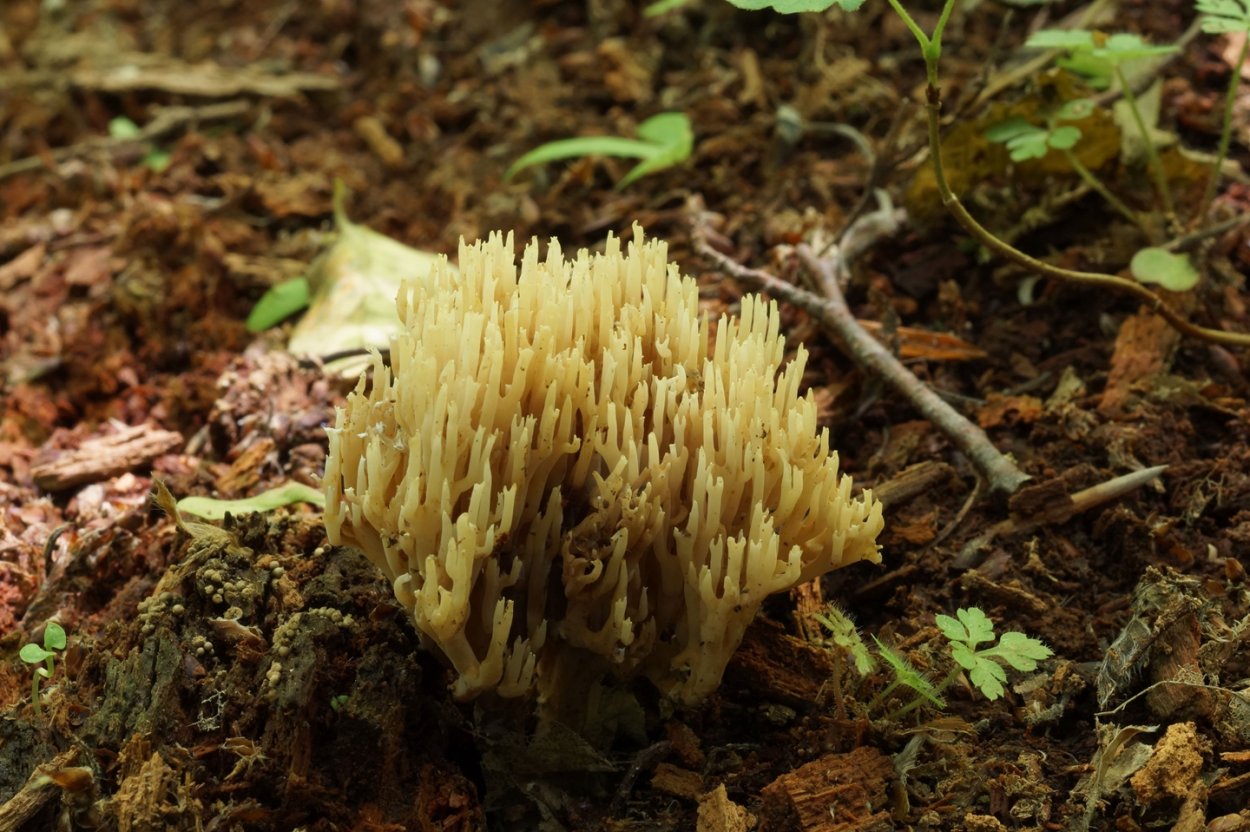 Сморчок обыкновенный съедобный