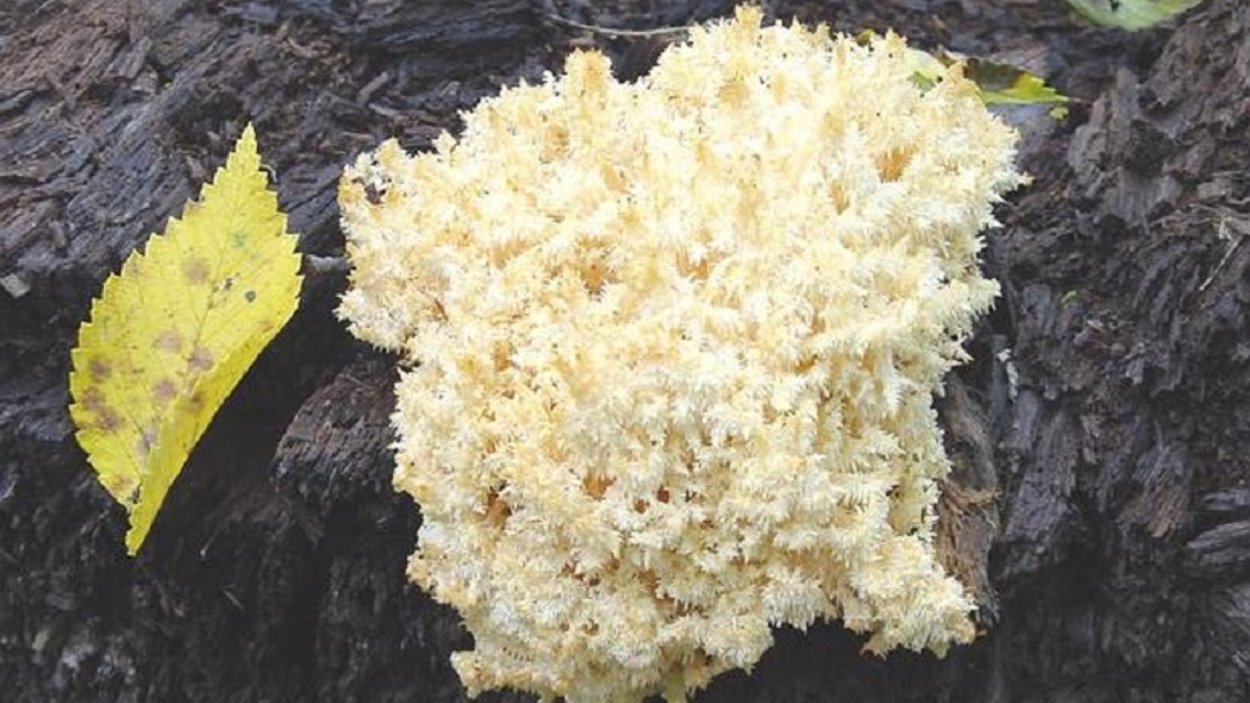 Оленьи рожки гриб Башкортостан