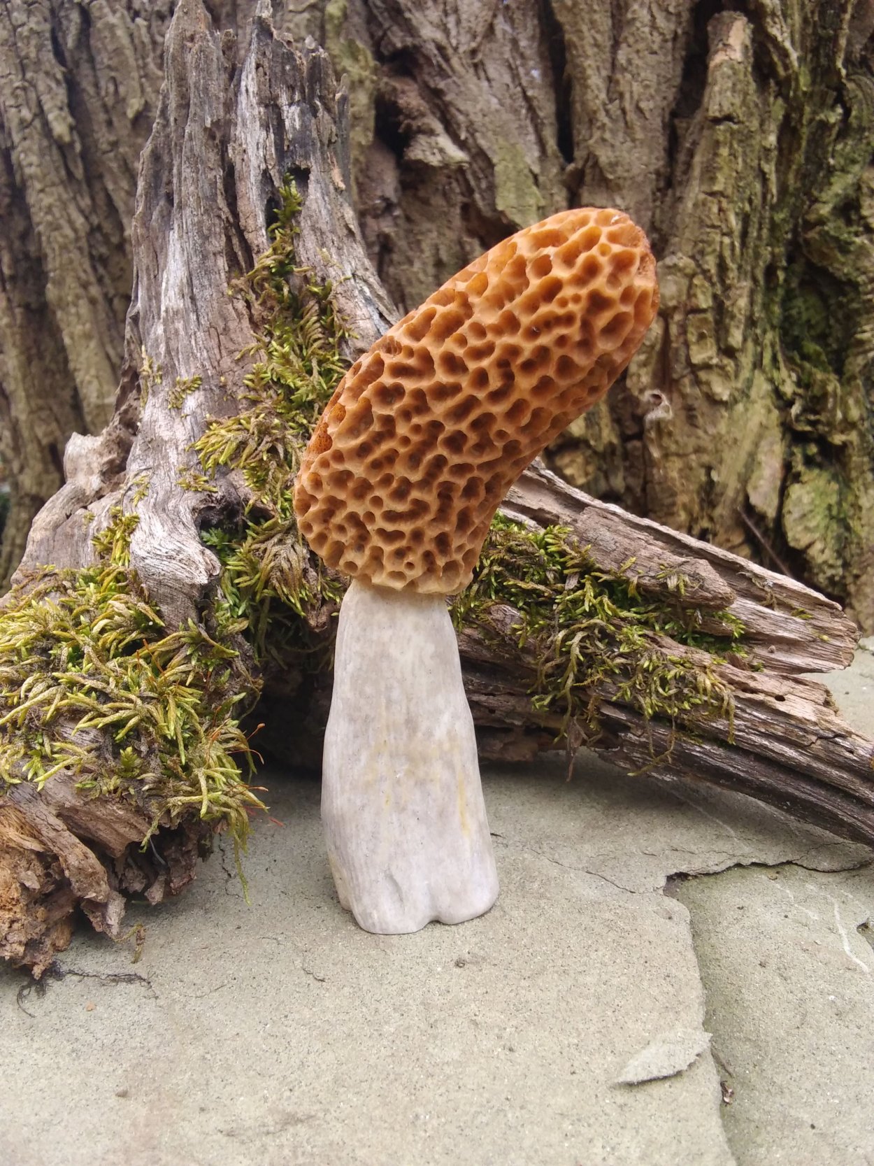 Оленьи рожки грибы