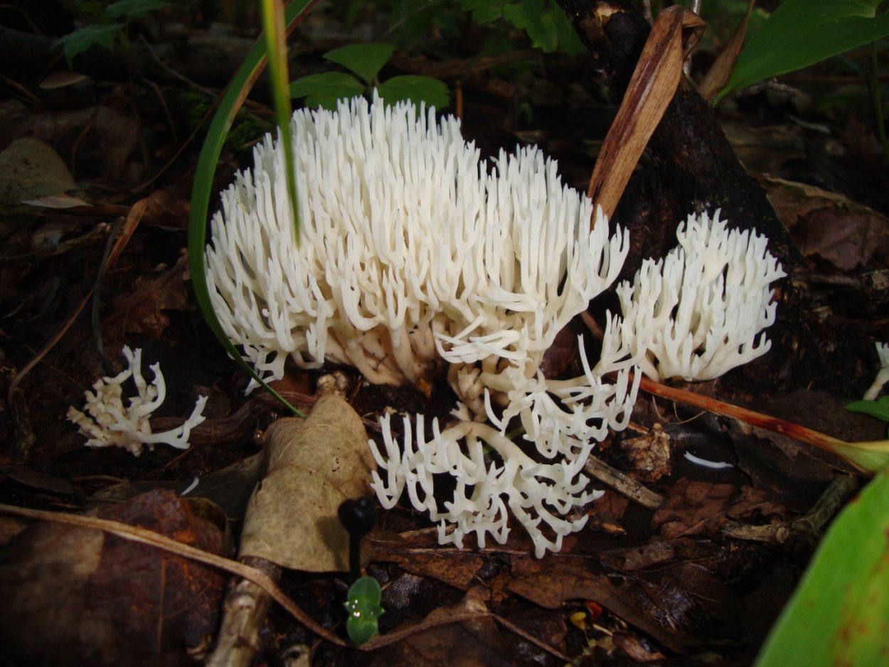 Рогатик Оленьи рожки гриб