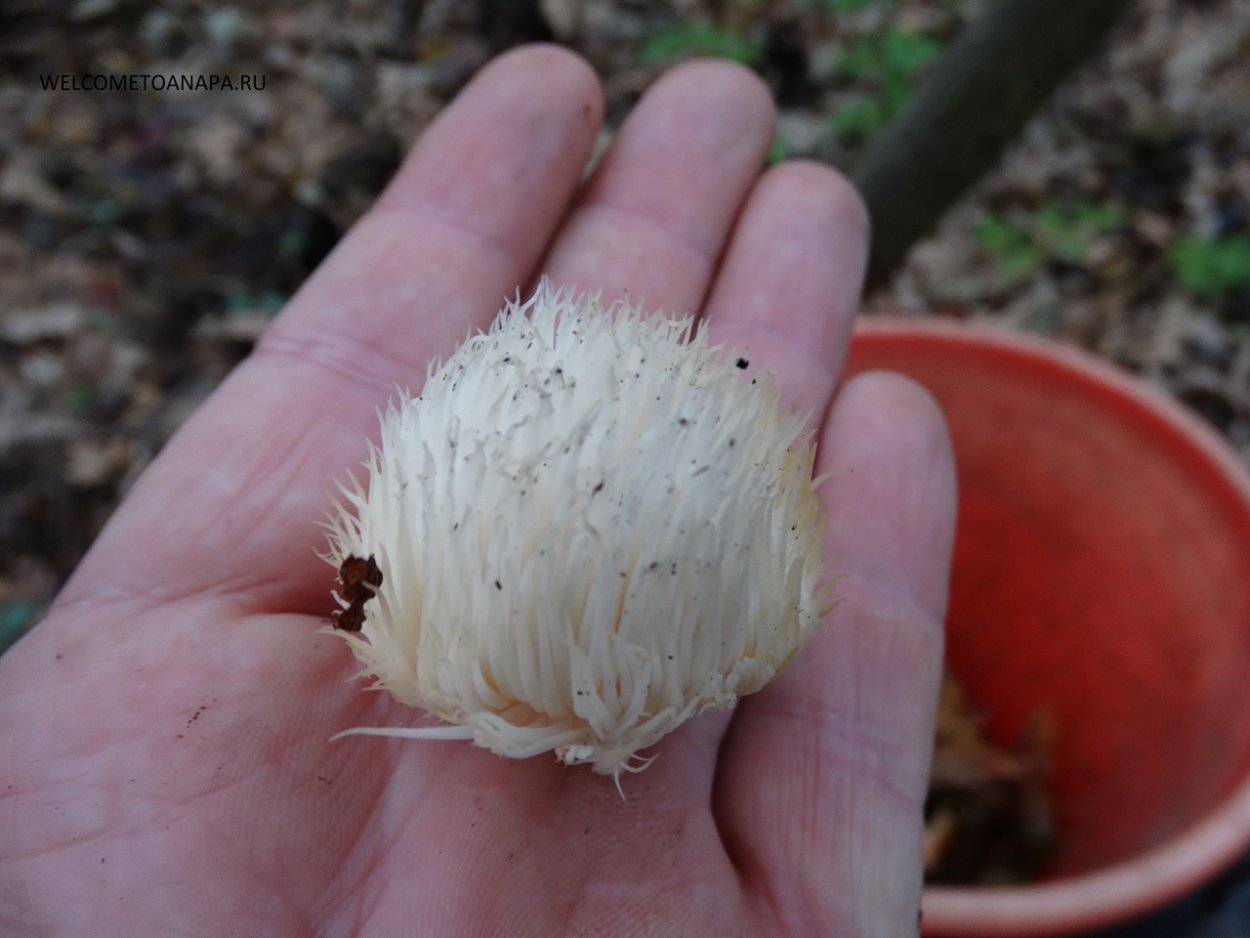 Ramaria Flava