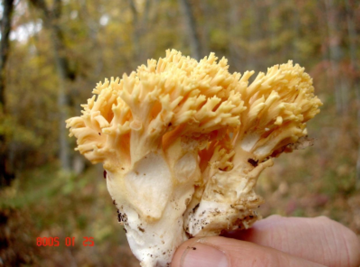 Калоцера клейкая Оленьи рожки