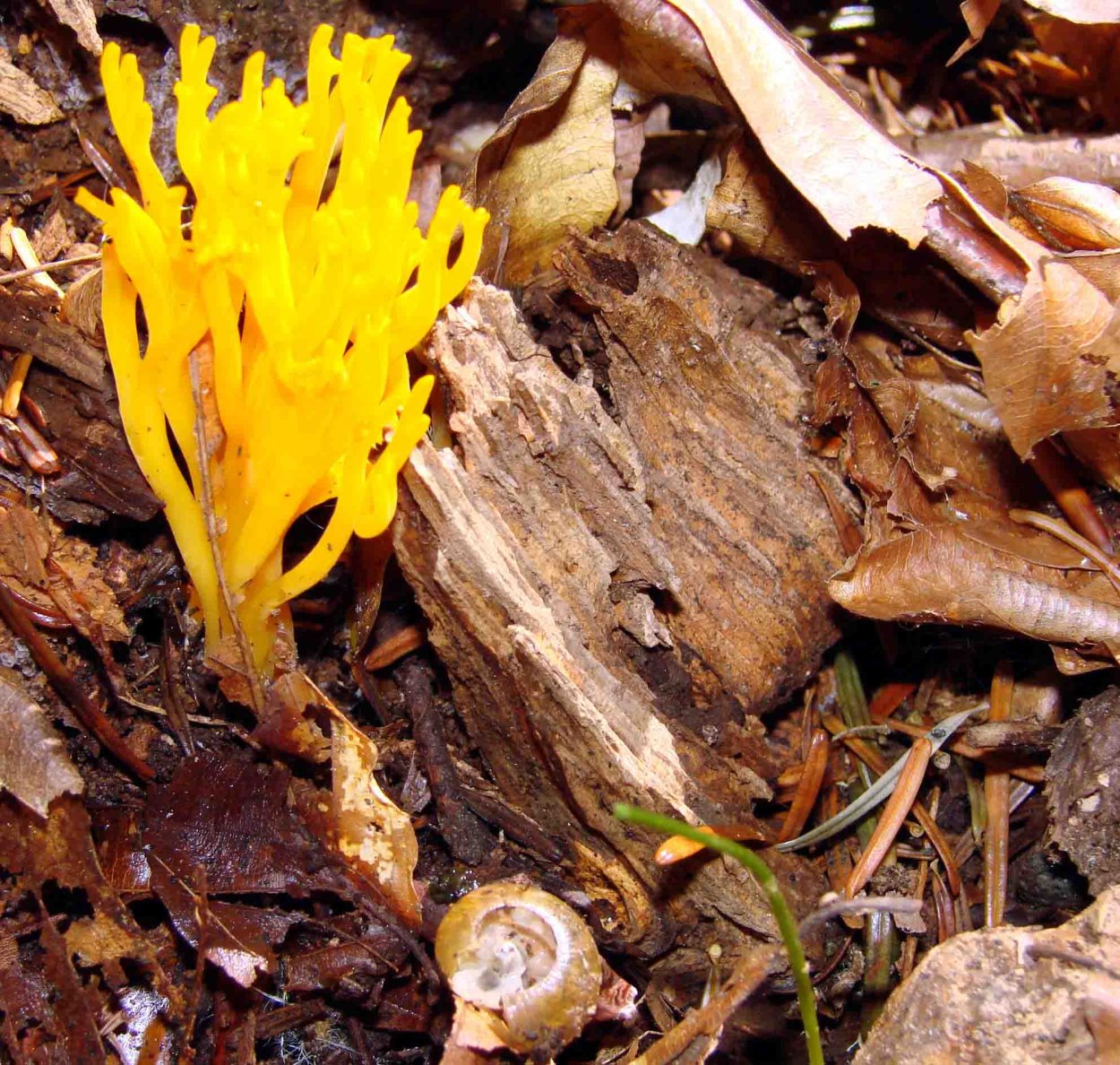 Ramaria Eumorpha