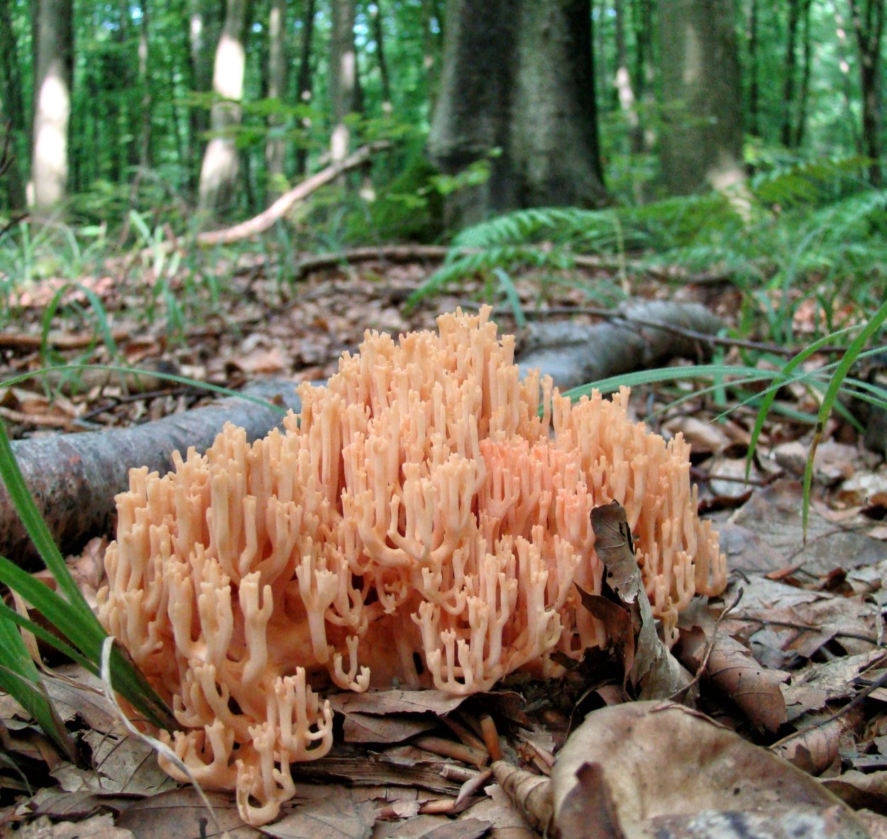 Рога Северного оленя для собак