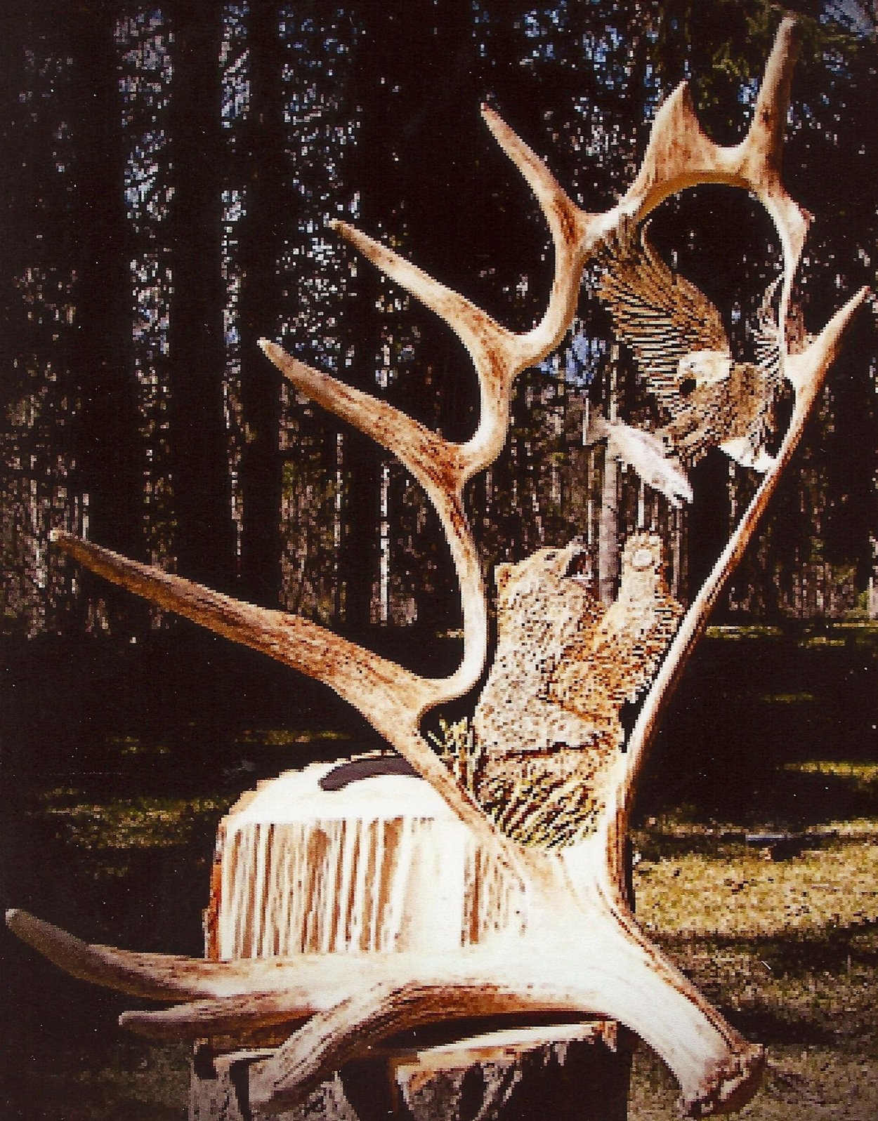 Оленьи рожки грибы ложные