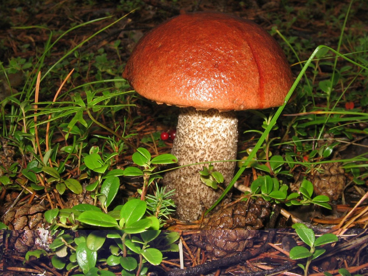 Съедобные грибы Якутии