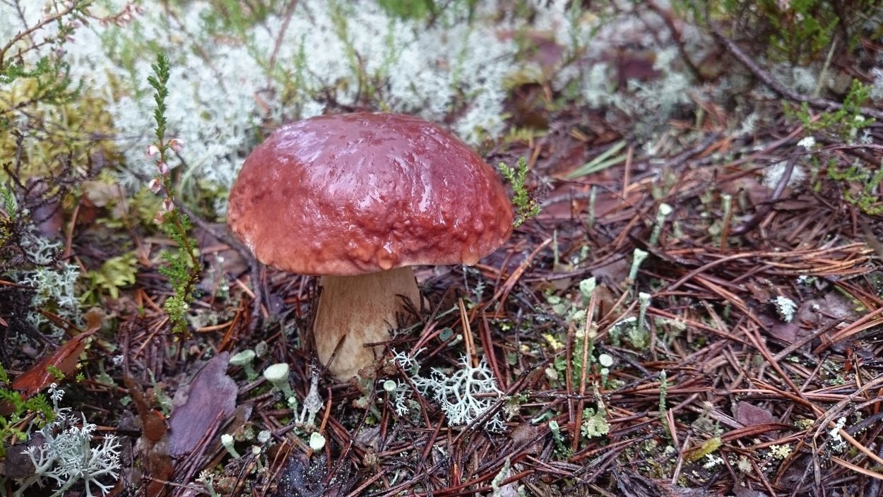 Маслята Якутии