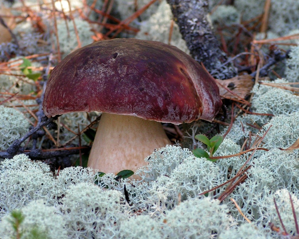 Белые грибы в Карелии