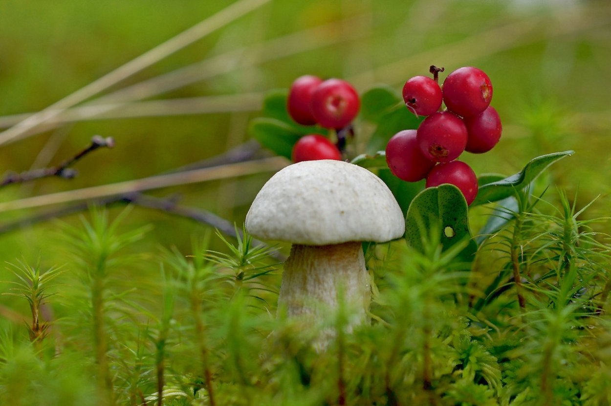 Белые грибы в Мурманской области