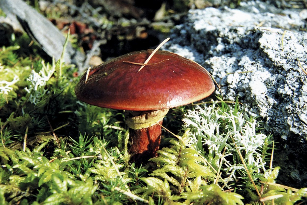 Ядовитые грибы Гиднеллум