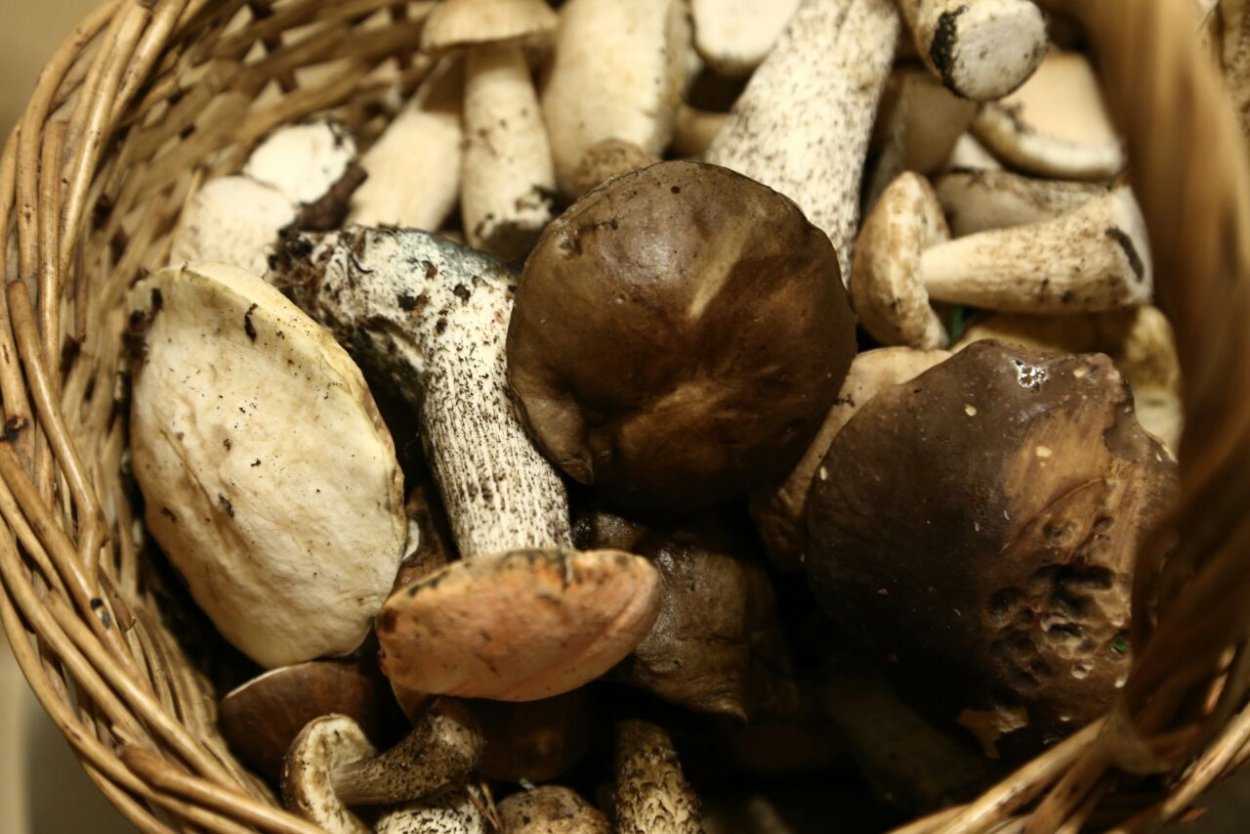 Грибы Якутии