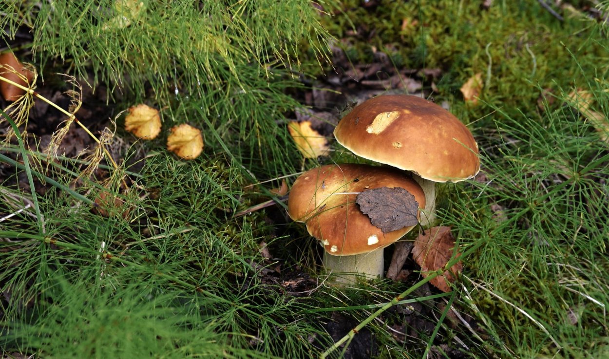 Гриб Волгоградской области груздь