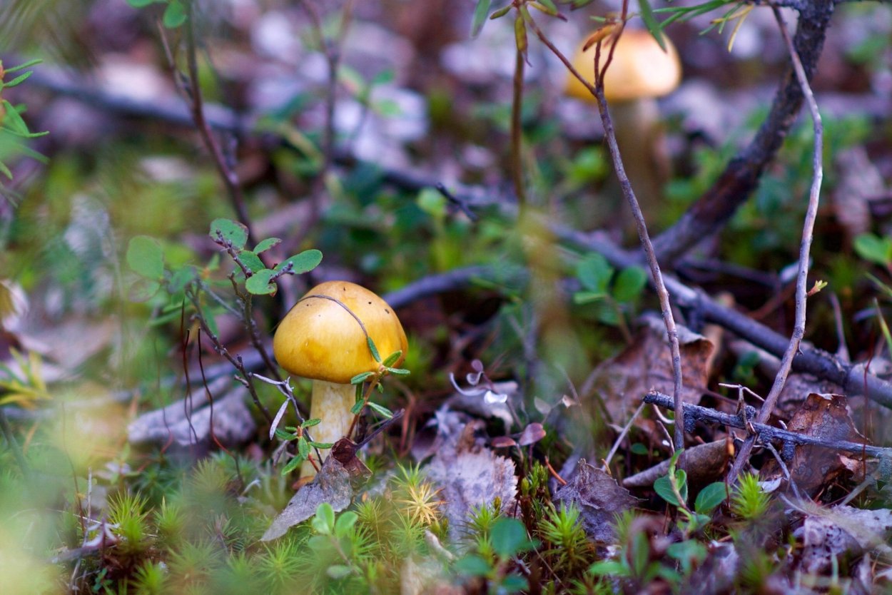 Съедобные грибы Мурманской области